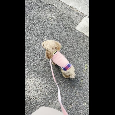 飼い主を見上げながら歩く IMG_4182