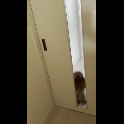 飼い主が帰宅して駆け寄る IMG_0206