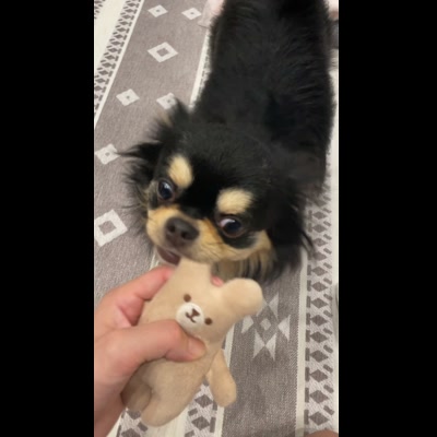 引っ張りっこで遊ぶ